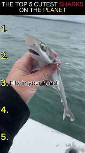 Top 5 Cutest Small Sharks On The Planet 🦈