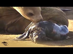 Newborn Seal Pup Attacked By Hyena
