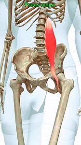Psoas major #muscle #anatomy 🦵🏃‍♂️ | Dr. Ishtiaque Arafat