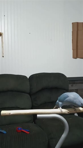 Indian ringneck parrot training #parrot #parrotsoftiktok #indianringneck