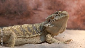 4K video of a bearded dragon with close up details of its facial features, skin texture, and eye movement.
