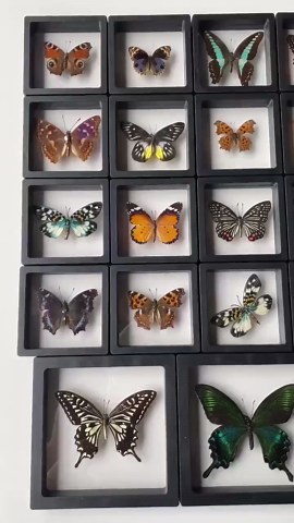 Real Butterfly 3D Floating Frame With Support Base ,original Butterfly in Frame Custom Gift,butterfly Specimen，personalised Engraved - Etsy