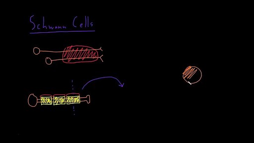 Schwann cells