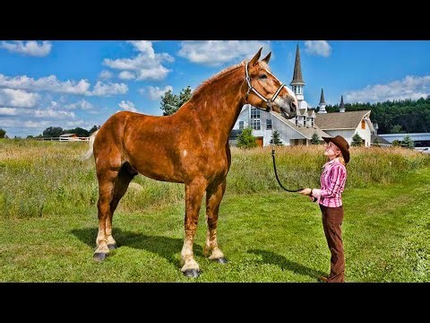 The 15 Largest Horse Breeds in the World