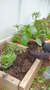 2.3K views · 114 reactions | Planting California Wonder Peppers 𣏕 and tomatoes in Summertime ☀️ #summergarden #backyardgarden #organicgardening | Che Thompson | Facebook