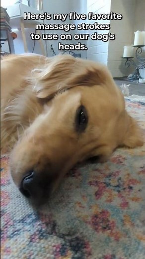 My 5 Favourite Head Massage Strokes For Dogs