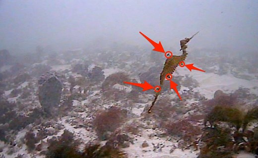 The first footage ever taken of a live ruby sea dragon just solved a big mystery. | Insider Tech