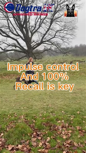 Another behind the scenes of the e-collar training with Moose! He is now able to walk in Petworth park off lead without there being a worry of him chasing deer! This is what it is all about, giving owners and dogs the ability to enjoy their favourite activities with confidence, knowing there will be 100% recall at any time. Happy New Year to you all!