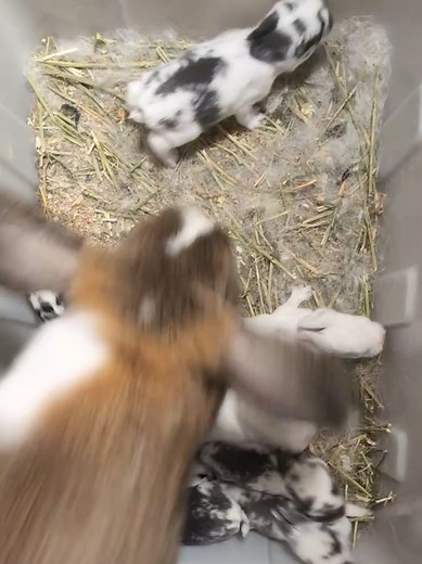 Rabbit Breeder Knows What to Do: Bunny Care Tips