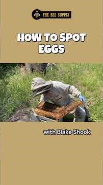 BEEKEEPIN in a minute: How to Spot Eggs