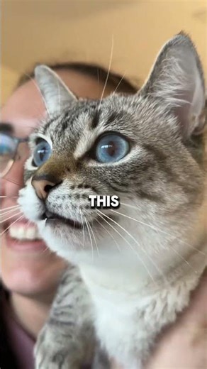 Ever Seen a Cat Chatter? Here’s Why It Happens #catshorts #catlovers #catvideos