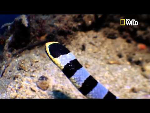 Vidéo rare ! Le serpent tricot rayé attaque une murène
