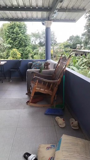 otro capítulo más 😂#panama🇵🇦 #Viral #foryou #tiktok #paratii #pty #humor #mascotas #loro #pitbull