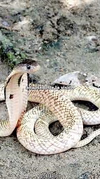 The cobra: a master of respect in nature