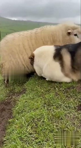 Sheep Trapped in Mud — Brave Dog Saves Her!