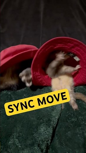 Perfectly Timed Market Reveal