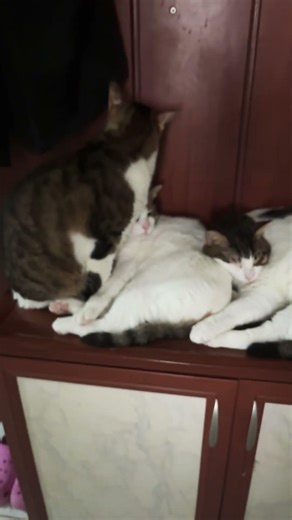 Alvin 🫣 #keşfet #cat #ytdayibenionecikarnolur #youtube #kesfeteyyiz #youtuber #pets #turkishcat #yt