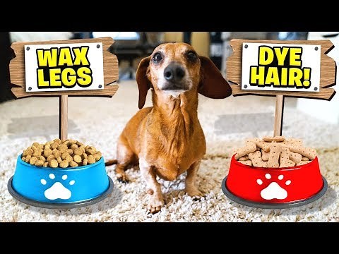 My DOG Controls My Life For A Day *24 HOUR CHALLENGE*