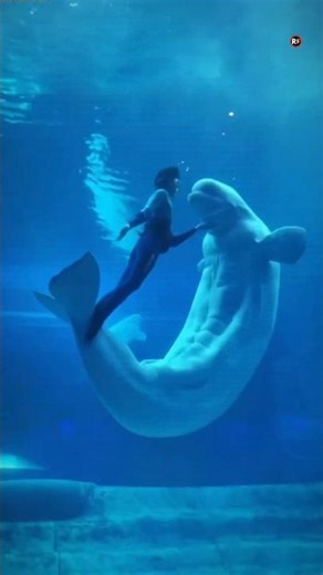 You Won’t Believe What Dolphins “Eat” 🐬😲 #dolphin #dolphinshow