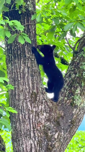 Never expected to see bear cubs here! 🐻 #gatlinburg #anakeesta #Tennessee