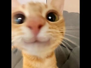 free dig macro by moris