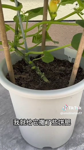 Growing Mini Pumpkins: A Simple Guide