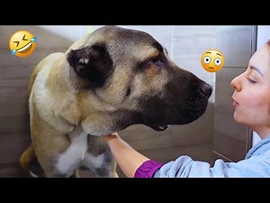 The Best of the Best! The Funniest Animal Videos of 2024 & Start 2025! Funny DOG videos 🐶😂💕 | PART 2