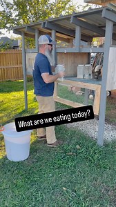 Feeding quail may look simple—but getting it right makes all the difference for healthy birds and consistent eggs, even on a small urban homestead. Each adult Coturnix quail eats about 20–25 grams of feed per day—roughly 1 ounce. We use a 20% protein All-Flock Feed, but you can also use a 17–20% protein game bird to cover their daily nutritional needs. It’s balanced enough for layers, growers, and maintenance. But we go a step further regarding calcium and keep it natural. Instead of buying oyst