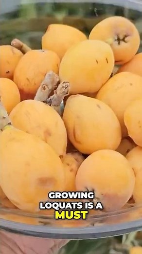 Loquats: The Tropical Fruit You NEED to Grow! 🍑🌿