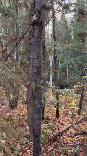 moose who call #moosehunt #moosehunter #canada