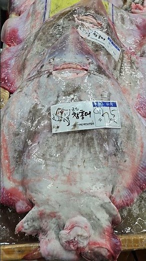 군산 참홍어-군산수산물센터 1층 동백수산 판매 코너에서 #참홍어 #군산관광 #군산공설시장