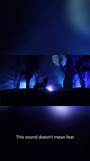 Wolf Survival in the Wild | The Harsh Reality of the Forest