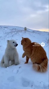 cat vs polar bear 🐱🐻‍❄️
