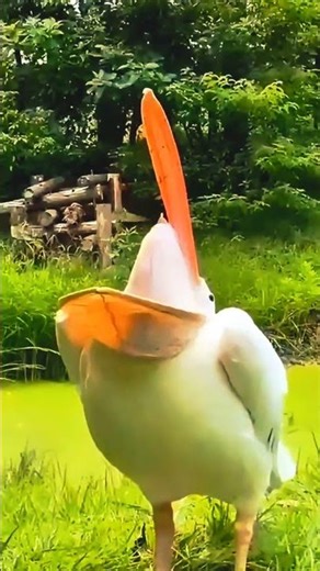 How to Care for Your Pet Bird | Beginner Tips||This Bird Talks Better Than Most People|| #birds#bird