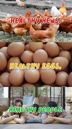 When hens are healthy, our food is healthy, too! 🥚 In battery cages, egg-laying hens suffer poor welfare, with no space to move, no way to relieve their stress, and no protection from injuries, infections, and diseases. By adapting cage-free housing, we can give hens the happy, healthy life they deserve! #ChooseBetter #ChooseCageFree | Cage-Free, Go Cruel Free