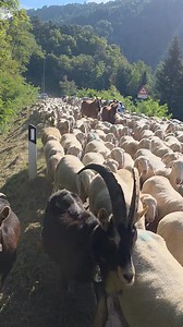 Il rito rassicurante della transumanza. Stasera per addormentarmi proverò il vecchio sistema del conteggio. Chi vuole può fare altrettanto...😉 | Walter Moser