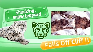 1.8M views · 9.4K reactions | On the way for hunting, the snow leopard unexpectedly fell off a cliff, this scene is too shocking, open the video to see can he live on the end?#Qinghai #snowleopard #hunting #wildlife #青海 #雪豹 #捕猎 #野生动物 | Chaka Yak | Facebook