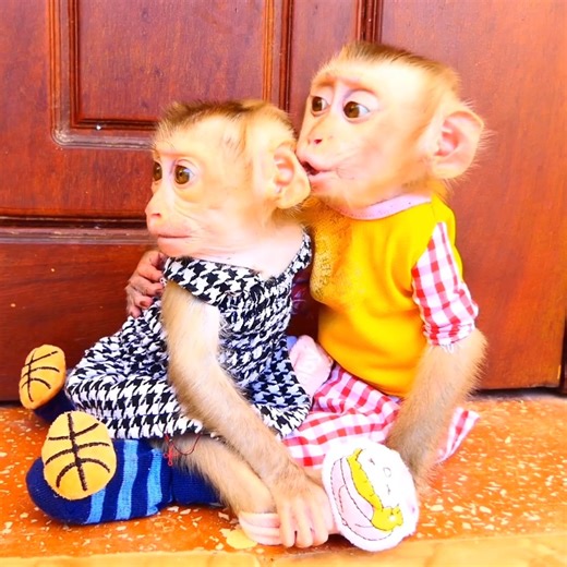 Pity Baby Monkey Jacky Jenny And Family Monkey... . . . #reel #cute #animals #lovely #newbornbabymonkey #monkey | Lovely Baby Monkey