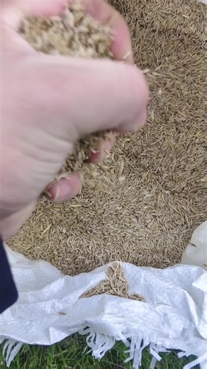 This seed is really perfect. You don't need to take care of it. It doesn't grow tall for a lifetime. It's green all year round. #lawn #tiktokshop #seeds #grass #fyp