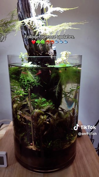Low-tech No Filter Nano Aquarium Setup Guide