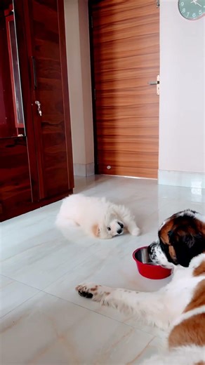 The size difference is INSANE but the energy? 😂 #puppies #dogsofyoutube