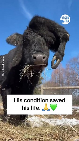 Manny the Extra-Limbed Cow's Journey to Sanctuary