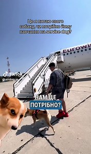 Inst: airdog.io #servicedog #traveldog #travelwithdog #dogonplane