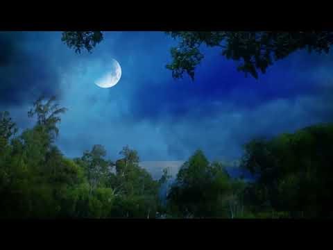 Nocturnal Ambient Sounds - Crickets, Gentle Wind Through The Trees For Natural Sounds for Sleep