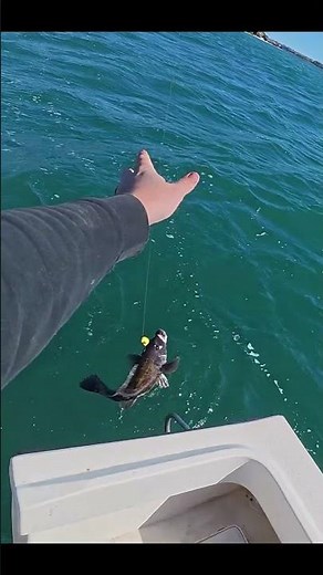 Tautog Fishing in Rhode Island #tautog #blackfish #bottomwearhaul