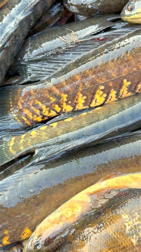 The best fish in Chalan Beel | MR Fishing Life