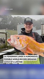 "Just one last cast" landed NorCal fisherman Brendan Walsh the catch of a lifetime -- a 10.25-pound canary rockfish in Mendocino County. This fish typically doesn't grow beyond 2-5 pounds, so Walsh's catch has now been submitted for both a state and a world record catch. Read the story here: