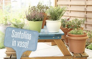 Orto sul balcone: come coltivare la santolina - LEITV