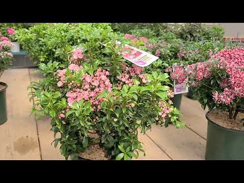 Kalmia 'Little Linda' (Mountain Laurel) // Superb Dwarf, NATIVE Flowering Evergreen shrub!