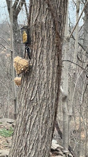 There’s something about nature that feels like a whisper from heaven. We noticed this woodpecker today and a heart right behind it. It reminded us that love shows up in unexpected places. 💜 What’s a small sign or sweet memory that reminds you of someone you miss? We’d love to hear your story. #shipmanfuneralhomes #wagoner #muskogee | Shipman Funeral Home & Crematory